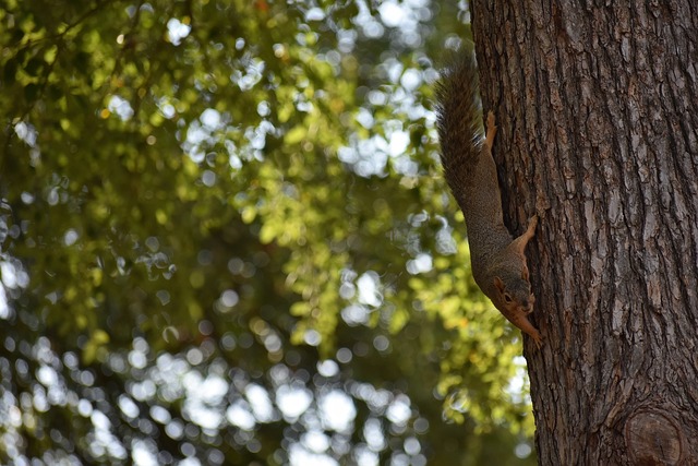 击由佩特科 击由佩特科