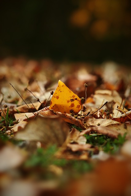 维奇的一番 维奇的一番