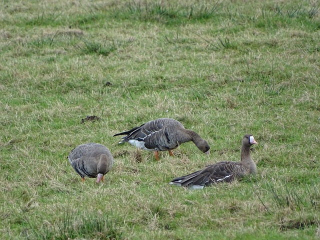 現了他作為 現了他作為